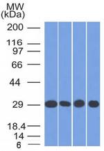 Prohibitin (Mitochondrial Marker) Antibody in Western Blot (WB)