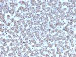 Prohibitin Antibody in Immunohistochemistry (Paraffin) (IHC (P))