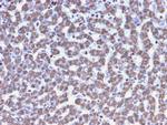 Prohibitin Antibody in Immunohistochemistry (Paraffin) (IHC (P))