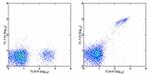 CD8b Antibody in Flow Cytometry (Flow)