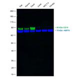 CD19 Antibody in Western Blot (WB)