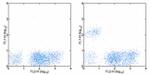 CD19 Antibody in Flow Cytometry (Flow)