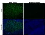 CD45 Antibody in Immunohistochemistry (Paraffin) (IHC (P))