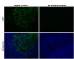 CD45 Antibody in Immunohistochemistry (Paraffin) (IHC (P))