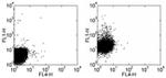 CD207 (Langerin) Antibody in Flow Cytometry (Flow)