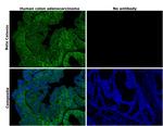 beta Catenin Antibody in Immunohistochemistry (Paraffin) (IHC (P))