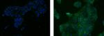 CD324 (E-Cadherin) Antibody in Immunocytochemistry (ICC/IF)