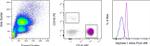 Arginase 1 Antibody in Flow Cytometry (Flow)