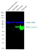 Podoplanin Antibody