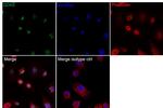 DDX5 Antibody in Immunocytochemistry (ICC/IF)