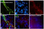 Myosin 4 Antibody in Immunocytochemistry (ICC/IF)