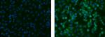 Neural/Glial Antigen 2 (NG2) Antibody in Immunocytochemistry (ICC/IF)