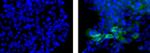 Chorionic Gonadotropin Antibody in Immunocytochemistry (ICC/IF)