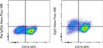 EGR2 Antibody in Flow Cytometry (Flow)