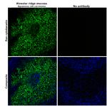 Pan Cytokeratin Antibody in Immunohistochemistry (Paraffin) (IHC (P))