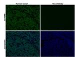 CD45RB Antibody in Immunohistochemistry (Paraffin) (IHC (P))