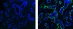 Alpha-Smooth Muscle Actin Antibody in Immunohistochemistry (Paraffin) (IHC (P))