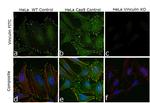 Vinculin Antibody