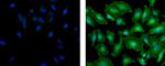 Vinculin Antibody in Immunocytochemistry (ICC/IF)