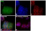 Arginase 1 Antibody in Immunocytochemistry (ICC/IF)