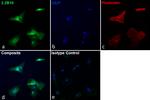 GFAP Antibody in Immunocytochemistry (ICC/IF)