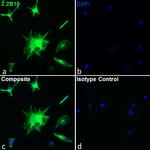 GFAP Antibody in Immunocytochemistry (ICC/IF)