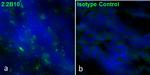 GFAP Antibody in Immunohistochemistry (Frozen) (IHC (F))