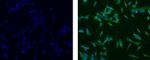 Nestin Antibody in Immunocytochemistry (ICC/IF)