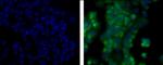 CD227 (Mucin 1) Antibody in Immunocytochemistry (ICC/IF)