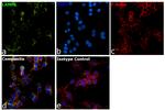 CD107a (LAMP-1) Antibody in Immunocytochemistry (ICC/IF)