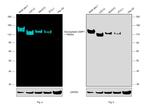 CD107a (LAMP-1) Antibody in Western Blot (WB)