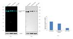 CD107a (LAMP-1) Antibody in Western Blot (WB)