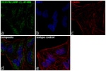 CD107b (LAMP-2) Antibody in Immunocytochemistry (ICC/IF)