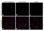 CD107b (LAMP-2) Antibody