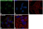 CD107a (LAMP-1) Antibody in Immunocytochemistry (ICC/IF)