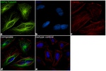 alpha Tubulin Antibody in Immunocytochemistry (ICC/IF)