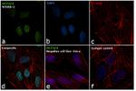 OCT3/4 Antibody in Immunocytochemistry (ICC/IF)