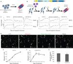 Myosin 4 Antibody in Immunocytochemistry (ICC/IF)