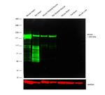 Myosin 4 Antibody in Western Blot (WB)