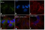 alpha-Fetoprotein Antibody in Immunocytochemistry (ICC/IF)