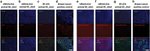 Pan Cytokeratin Antibody in Immunocytochemistry (ICC/IF)