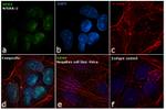 SOX2 Antibody