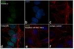 SOX2 Antibody