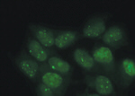 53BP1 Antibody in Immunocytochemistry (ICC/IF)