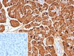 Pancreatic lipase/PNLIP Antibody in Immunohistochemistry (Paraffin) (IHC (P))