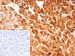 Pancreatic lipase/PNLIP Antibody in Immunohistochemistry (Paraffin) (IHC (P))