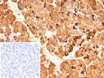 Pancreatic lipase/PNLIP Antibody in Immunohistochemistry (Paraffin) (IHC (P))