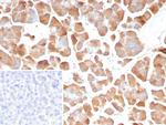 Pancreatic lipase/PNLIP Antibody in Immunohistochemistry (Paraffin) (IHC (P))