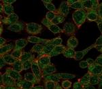 POLE3/CHRAC17 Antibody in Immunocytochemistry (ICC/IF)