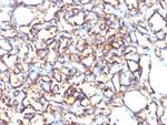 Podocalyxin (PODXL) (Hematopoietic Stem Cell Marker) Antibody in Immunohistochemistry (Paraffin) (IHC (P))